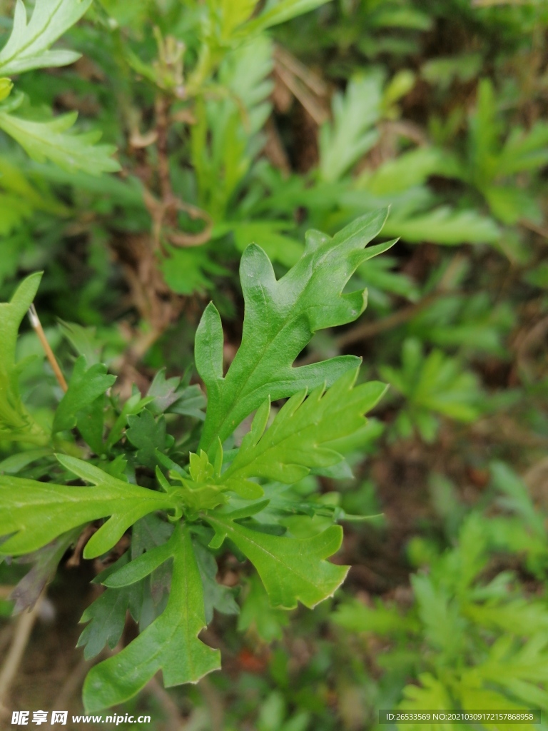 菊科 黄蓉菊属 植物 黄金菊