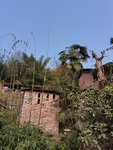 乡村风景