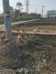 乡村鸭子