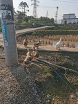 乡村鸭子
