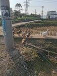 乡村鸭子