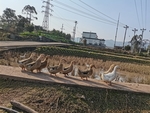 乡村鸭子