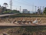 乡村鸭子