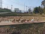 乡村鸭子