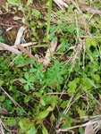 野草