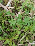 野草