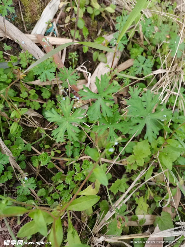 野草