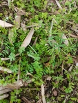 野草