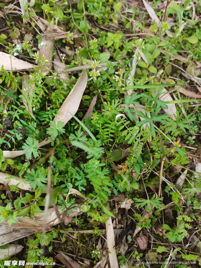 野草