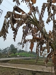 枯萎的香蕉树