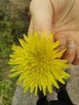 黄色小菊花