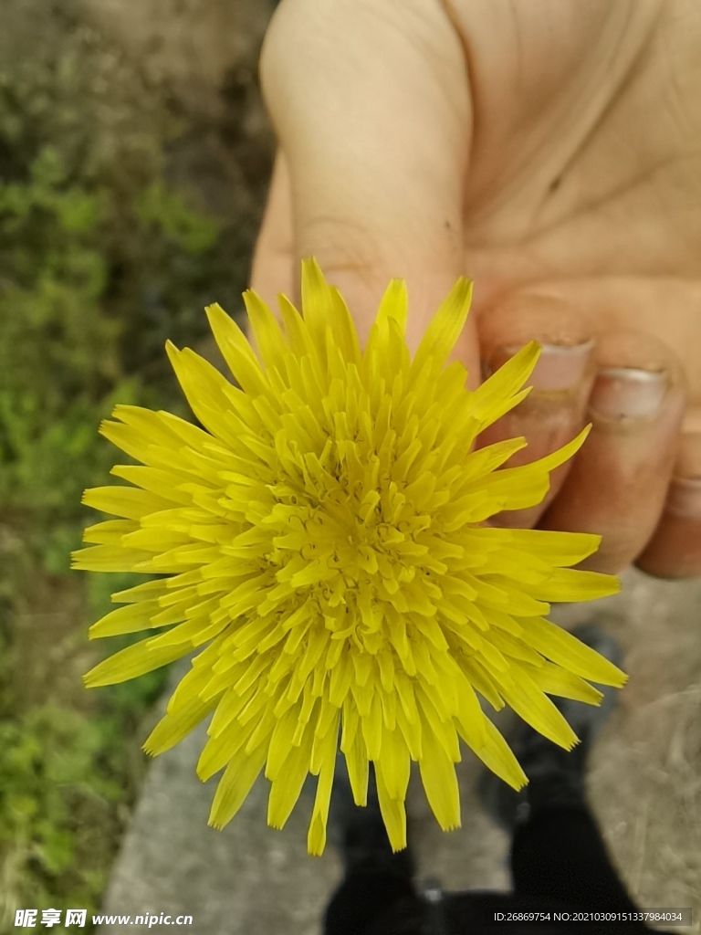 黄色小菊花
