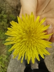 黄色小菊花