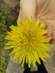 黄色小菊花