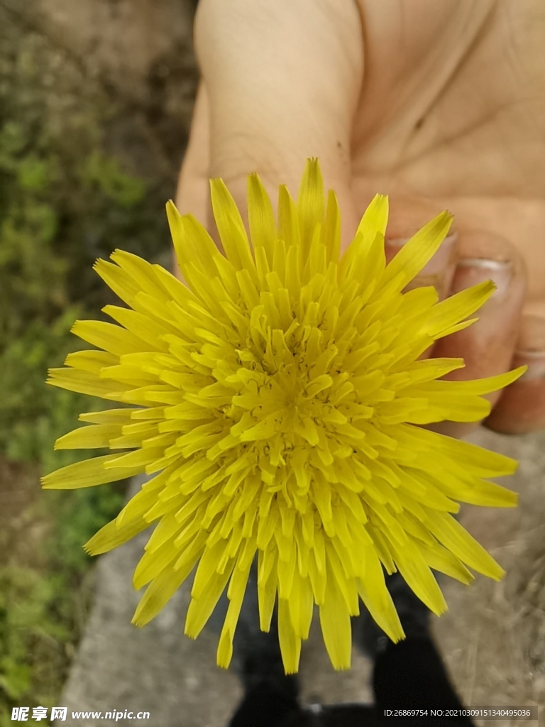 黄色小菊花