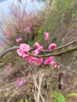 红梅花