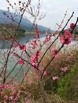 红梅花