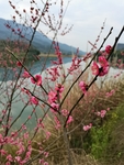 红梅花