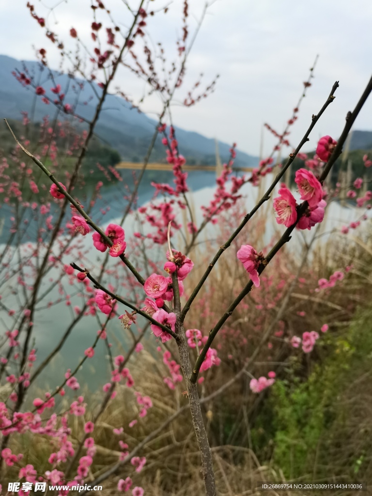 红梅花