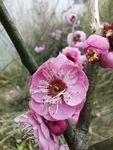 红梅花