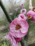 红梅花