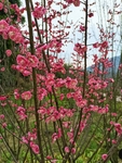 红梅花