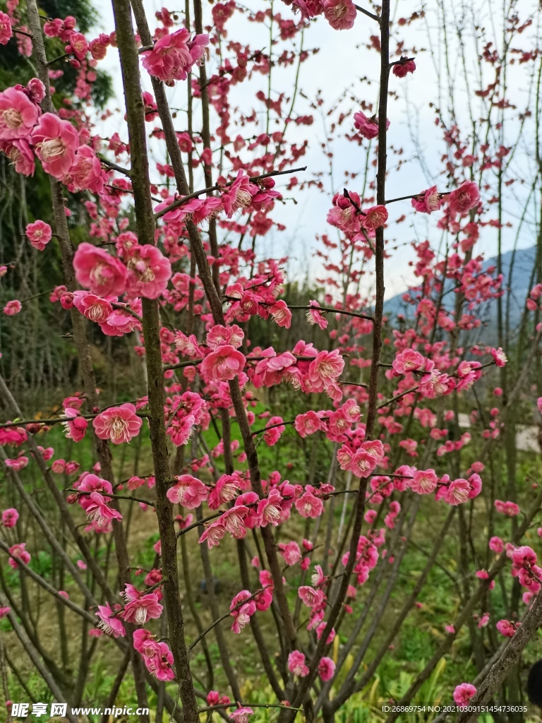 红梅花