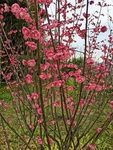 红梅花