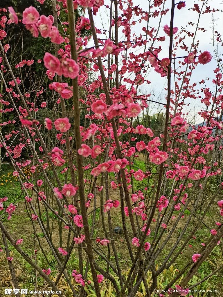 红梅花