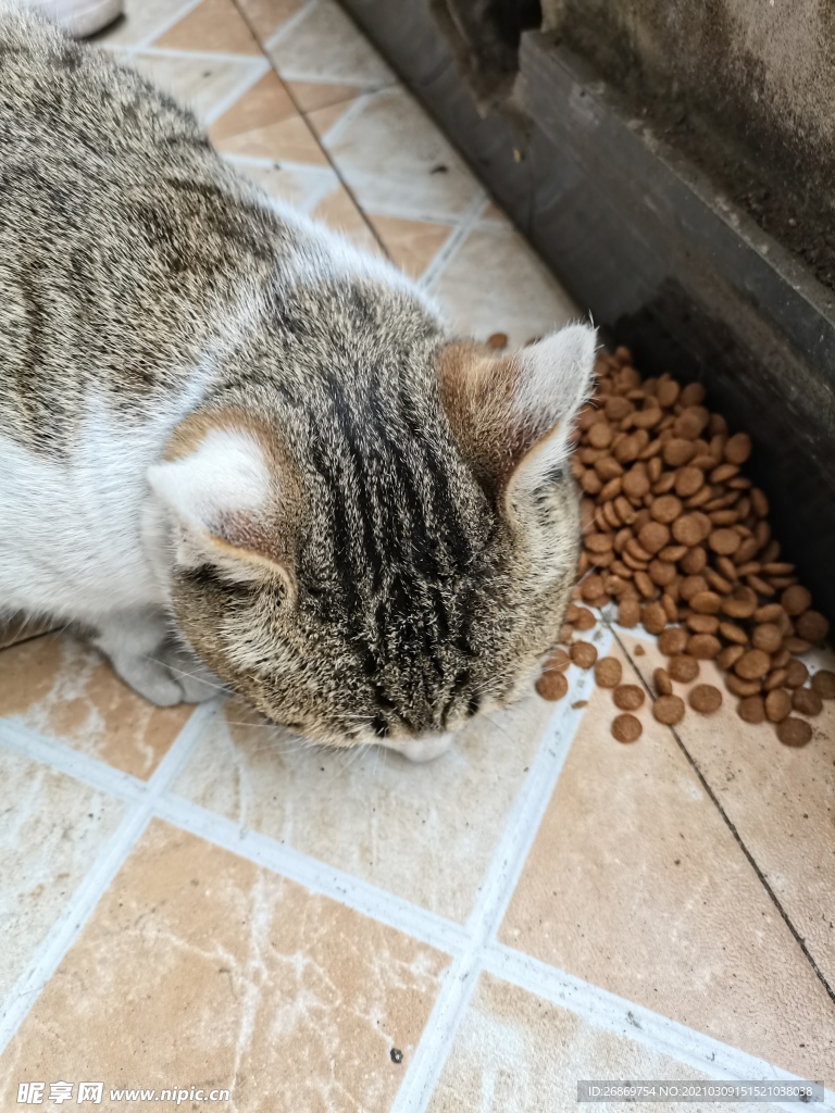 猫咪喂食