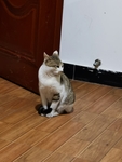 猫咪