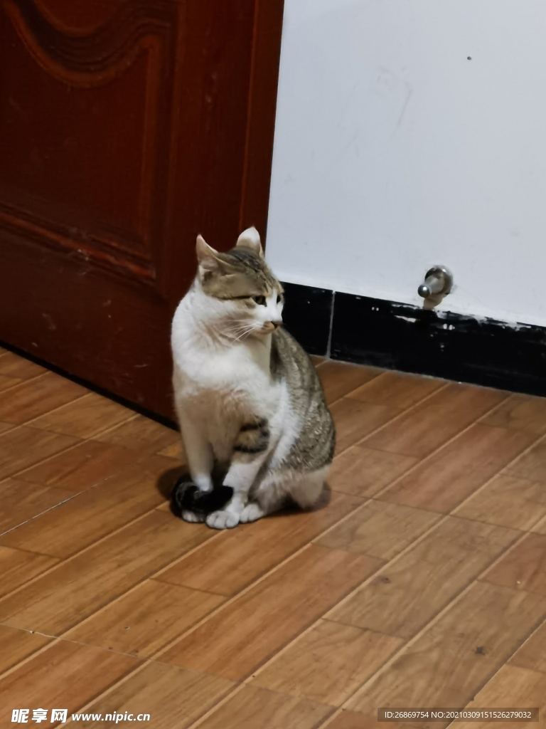 猫咪