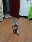 猫咪