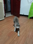 猫咪