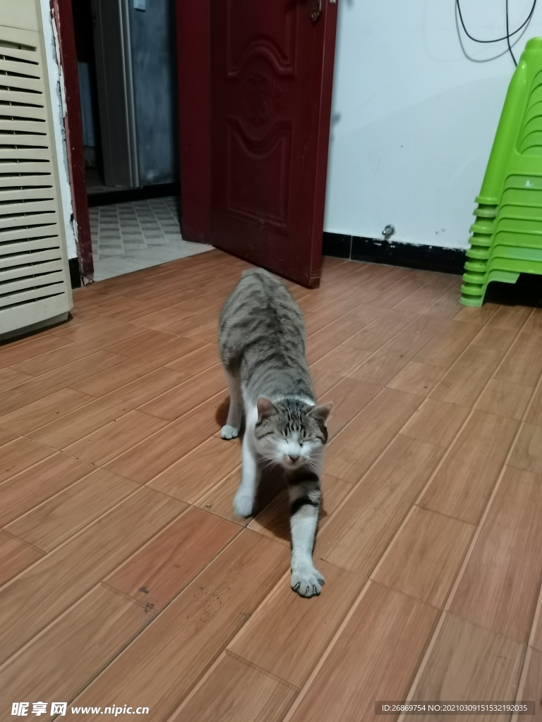 猫咪