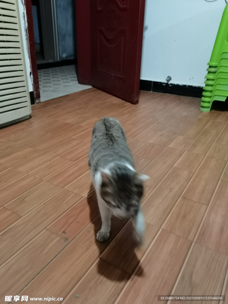 猫咪