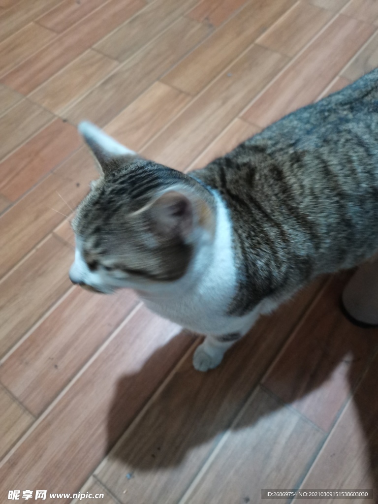 猫咪