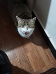 猫咪
