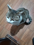 宠物