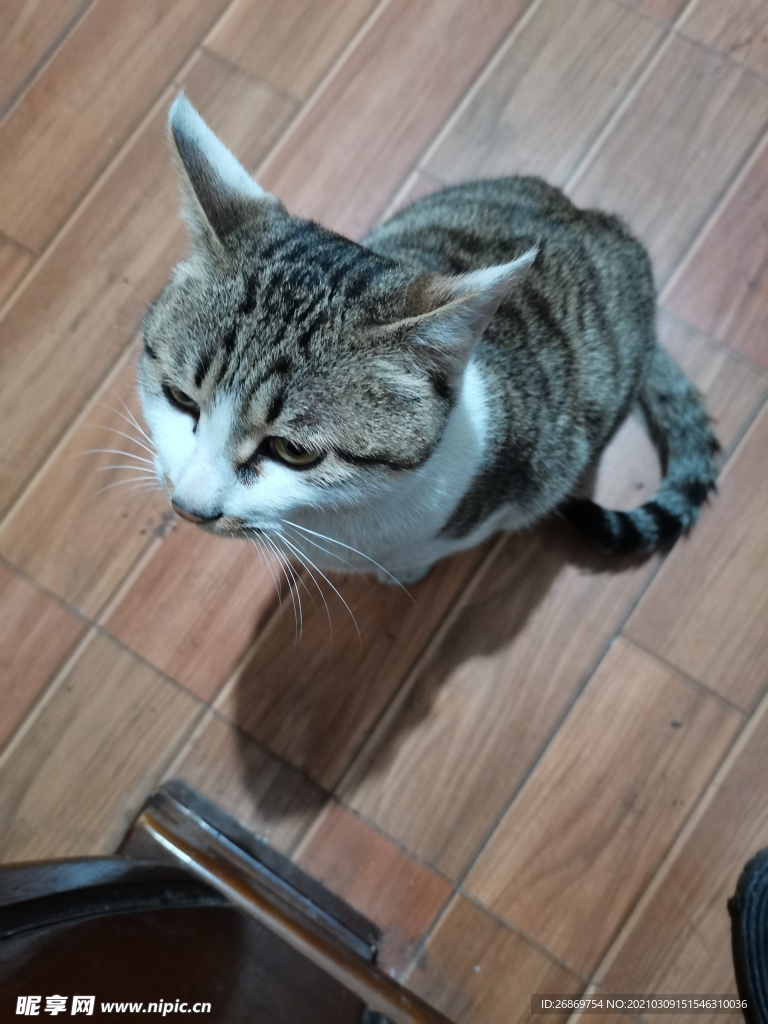 宠物