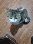 宠物猫咪