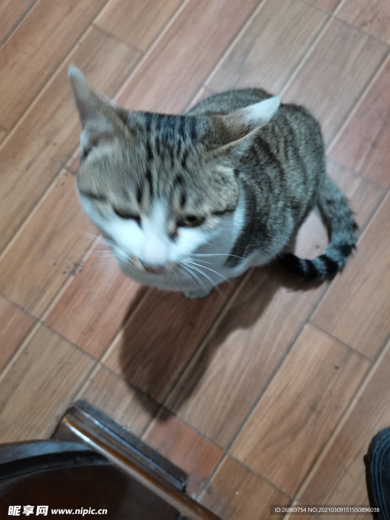宠物猫咪