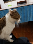 宠物