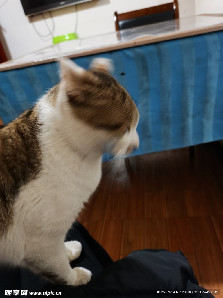 宠物