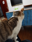 猫咪