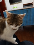 猫咪