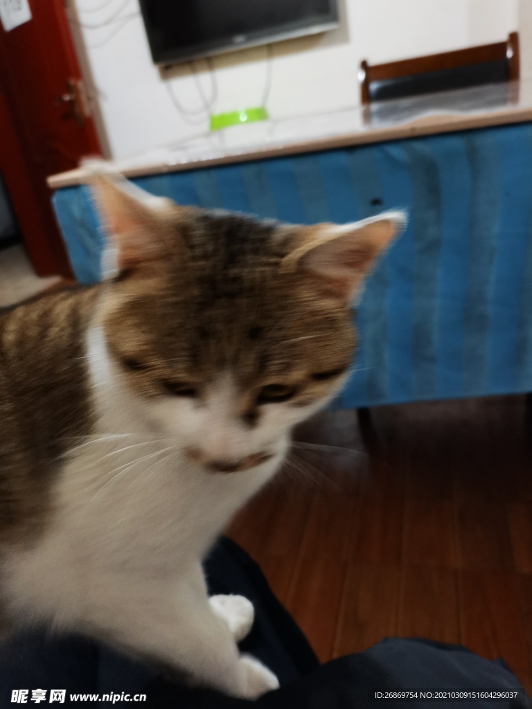 猫咪