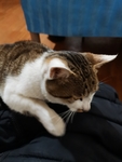 猫咪