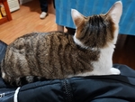 猫咪