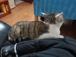 猫咪